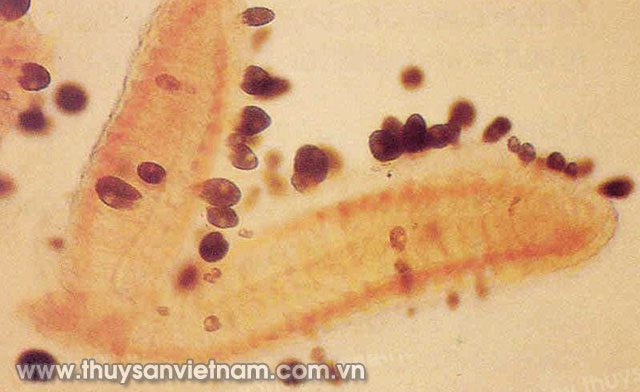 Trùng quả dưa trên mang cá lăng